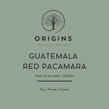 Wholesale | Guatemala Red Pacamara